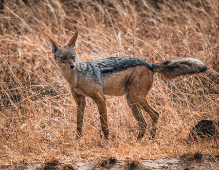 Black-backed jackal in the savannah of Mikumiの写真素材