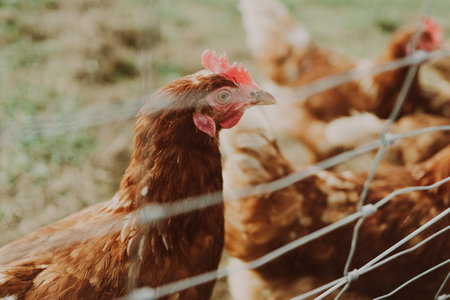 A closeup of a chicken in a cageの写真素材