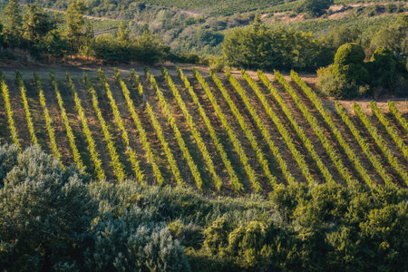 An aerial view of a cultivated vineyard in Tuscany, Italyの写真素材