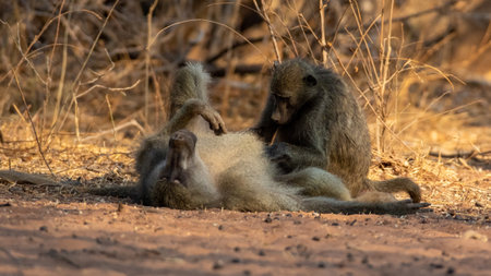 Two monkeys playing around at the zooの写真素材