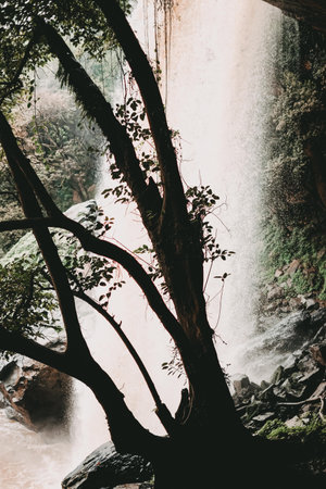 A vertical shot of a beautiful flowing waterfall in a Kenyan forestの写真素材