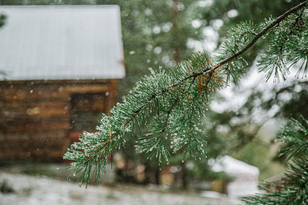 A closeup shot of a frosted fir branch on a snowy dayの写真素材