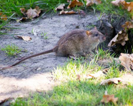 autumn photo of a  rat (Rattus) by the riverの写真素材