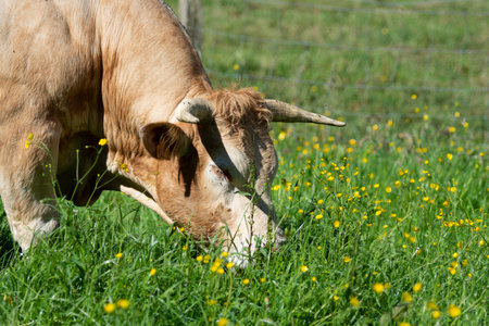 cow eating grass in a sunny meadowの写真素材