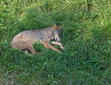 A high angle shot of a cute Iberian wolf lying on the grass in a field in Spain