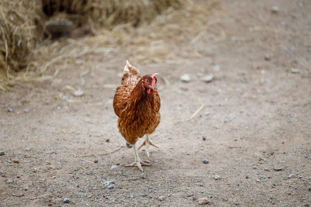 A closeup shot of a chicken on a farm during the dayの写真素材