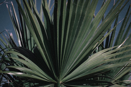 A closeup shot of palm leavesの写真素材