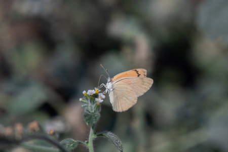 A macro shot of a butterfly sipping nectar from a flower against a blurred backgroundの写真素材