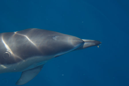 A closeup of a dolphin diving in the sea under the sunlight through the wavesの写真素材