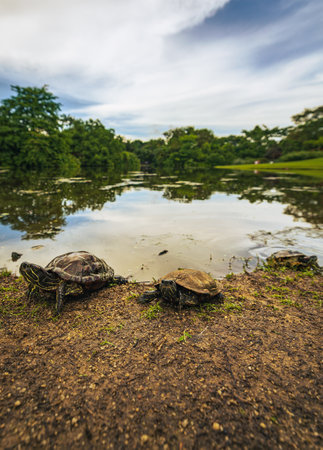 The two turtles on the coast of the lake against green trees in the background
