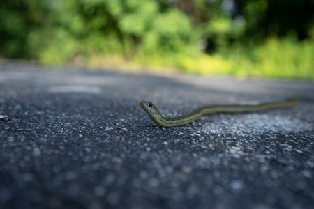 A closeup shot of a green snakeの写真素材
