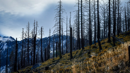 A Beautiful scenery of leafless trees on a green hill, rocky mountain and a blue sky on the horizonの写真素材