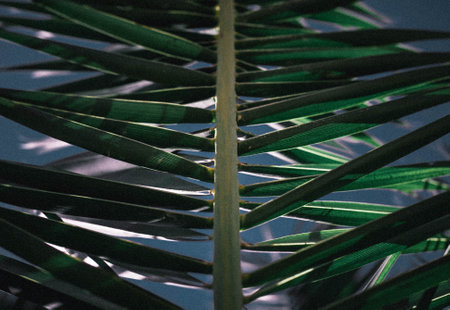 A closeup shot of a palm leafの写真素材