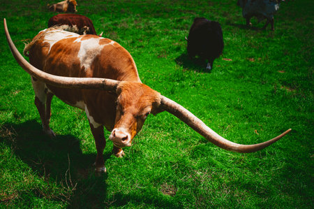 An overhead shot of a brown and white cow with long horns in the field of countrysideの写真素材