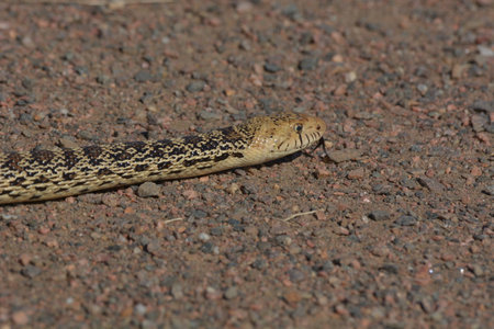 A closeup shot of a Gopher Snake on the rocky ground under the sunlight