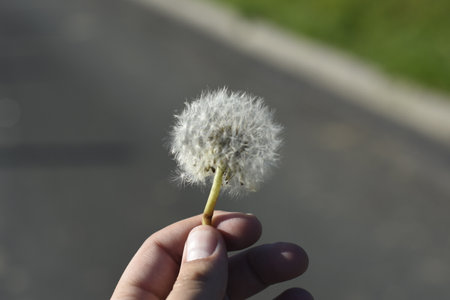 A closeup shot of a dandelion on a hand with shallow focusの写真素材
