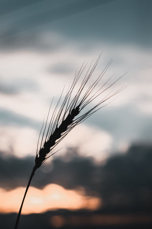 A closeup shot of a single wheat ear growing in the field against a cloudy sky at sunsetの写真素材