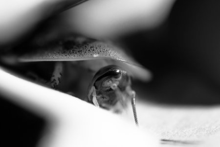 A grayscale shot of a cockroachの写真素材