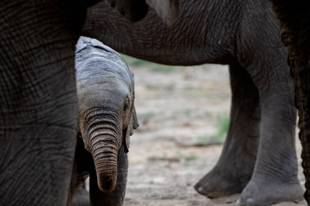 A herd of elephants at a zooの写真素材