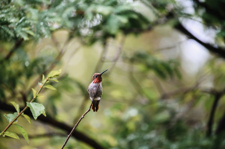 A selective focus shot of a ruby-throated hummingbird perched on a branch outdの写真素材