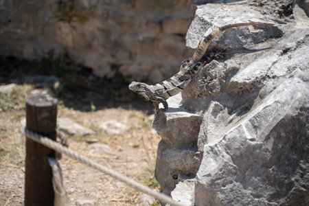 An Iguana (cachryx defensor) on the ground in Yucatan, Mexicoの写真素材