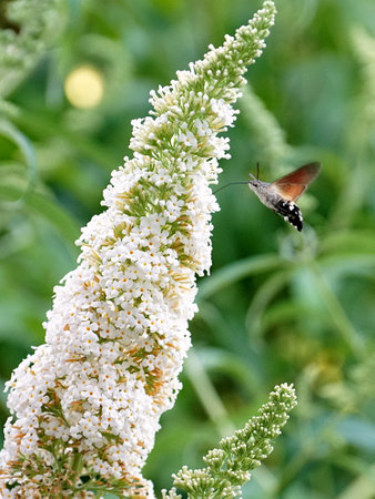 A soft focus of a moth hovering near a cluster of butterfly-bush flowers at a garden