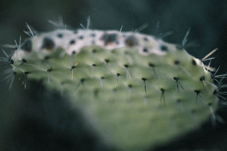 A closeup shot of a beautiful cactus growing in the garden
