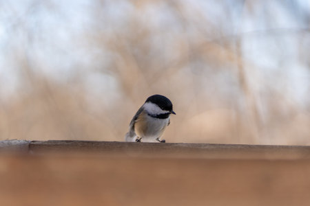 A closeup shot of a birdの写真素材