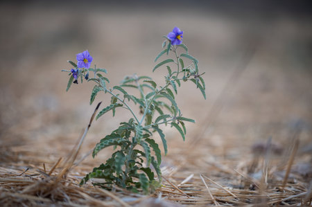 A closeup shot of a beautiful climbing nightshade flower blooming in a field at springtimeの写真素材