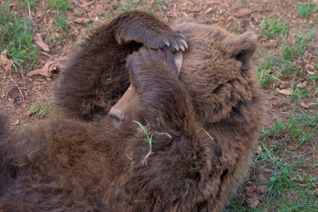 A view of a funny brown bear lying on the grass and playingの写真素材
