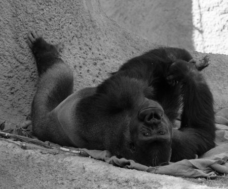 A view of gorillas in their habitat in grayscaleの写真素材
