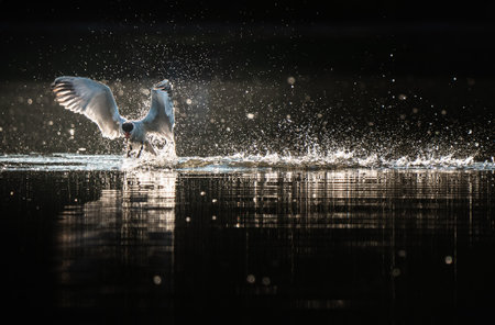 A closeup shot of a heron on a lake in a mountain