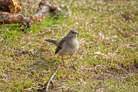 A closeup of a bird in the meadow