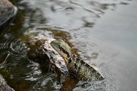 A closeup shot of water lizard standing on a rock in the lake water with the lake in the backgroundの写真素材
