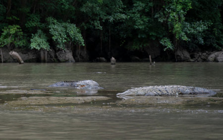 A shot of crocodiles in a jungle riverの写真素材