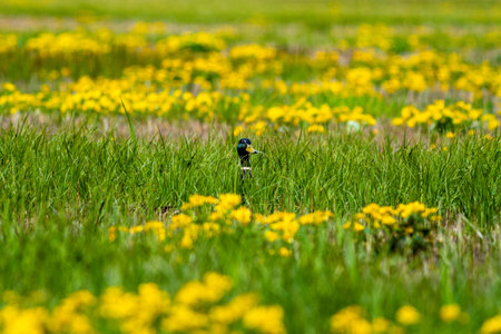 A mallard peeking out in a flowery field.の写真素材