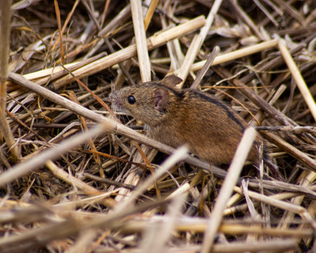 photo of a field mouse (Apodemus agrarius ) on the stubbleの写真素材