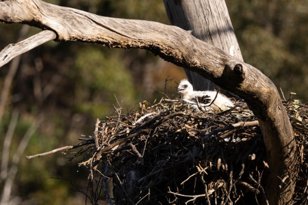 A hatchling of a white-bellied sea eagle perched on a nest in a forest under the sunlight