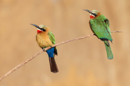A selective focus of two colorful white-fronted bee-eater birds perched on a tree branchの写真素材