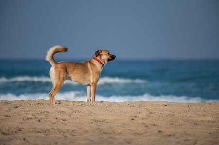 A brown dog with a red collar at the beachの写真素材