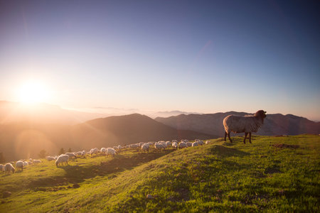 sheeps grazing in the countryside at sunsetの写真素材