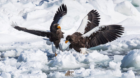 A beautiful shot of eagles in motion during the dayの写真素材
