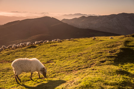 sheeps grazing in the countrysideの写真素材