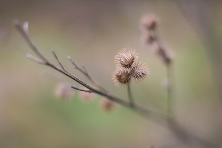 A closeup shot of a dry plant on blurred backgroundの写真素材
