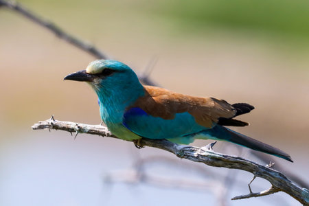 A selective focus of a European roller bird perched on a tree branch on a blurred backgroundの写真素材