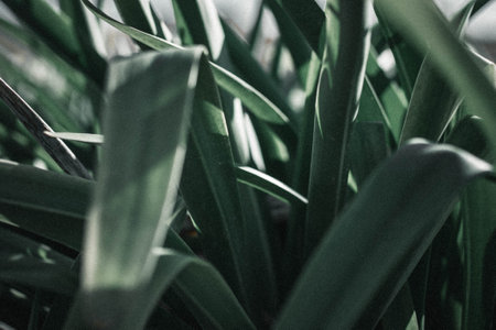 A closeup shot of a plant with long green leaves