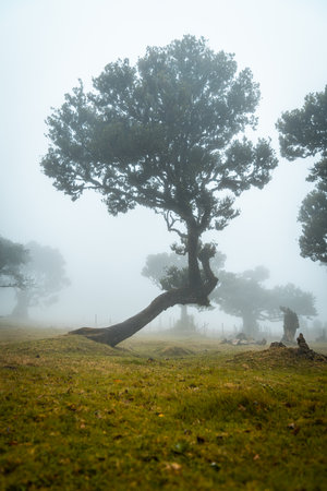 Thethickly growing old trees in the foggy forest of Madeira in Portugal