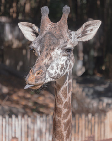 A view of a face of a cute giraffeの写真素材