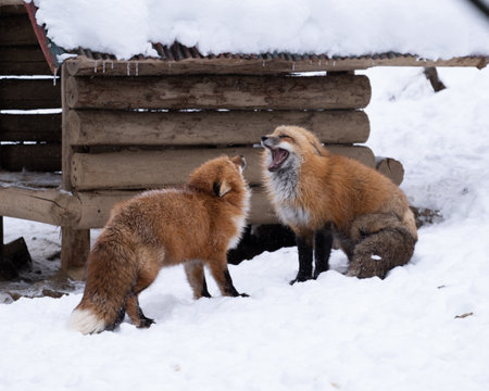 Two red foxes near a wooden cage in the snowの写真素材