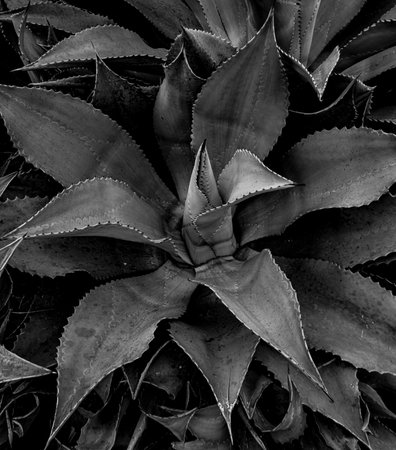 A greyscale closeup shot of an aloe vera plantの写真素材